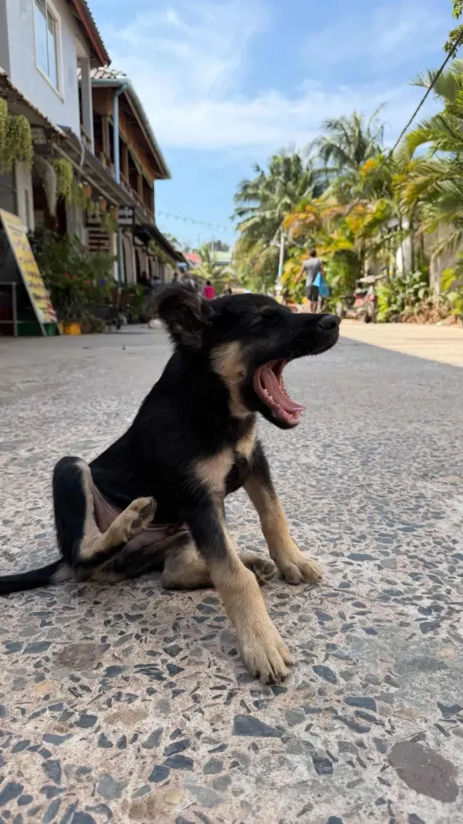 Kaya