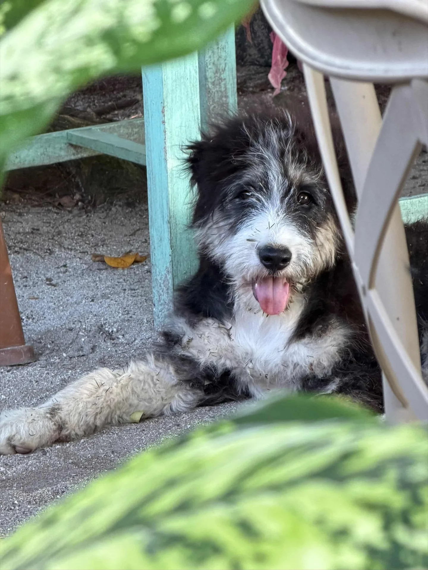 A rescued street animal