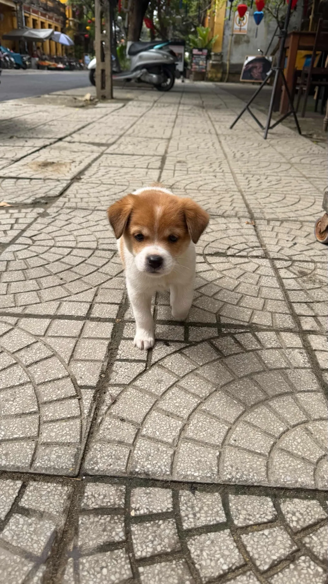 A street puppy cared for by a shelter
